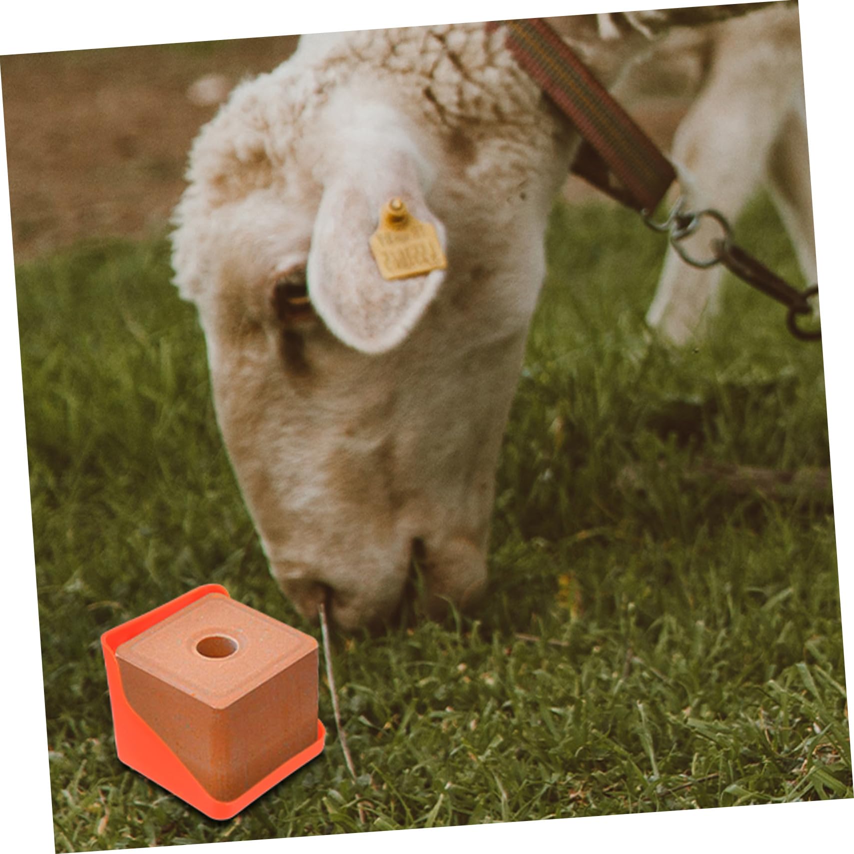 Mipcase Salzlecksteinhalter aus Pe mit Vielseitiger Anwendung und Robustem Design Salzziegelkasten für Schafe und Rinder für Landwirte und Viehhalter im Außenbereich