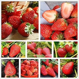 300pcs Strawberry Seeds, Garden Fruit Plant, Sweet and Delicious