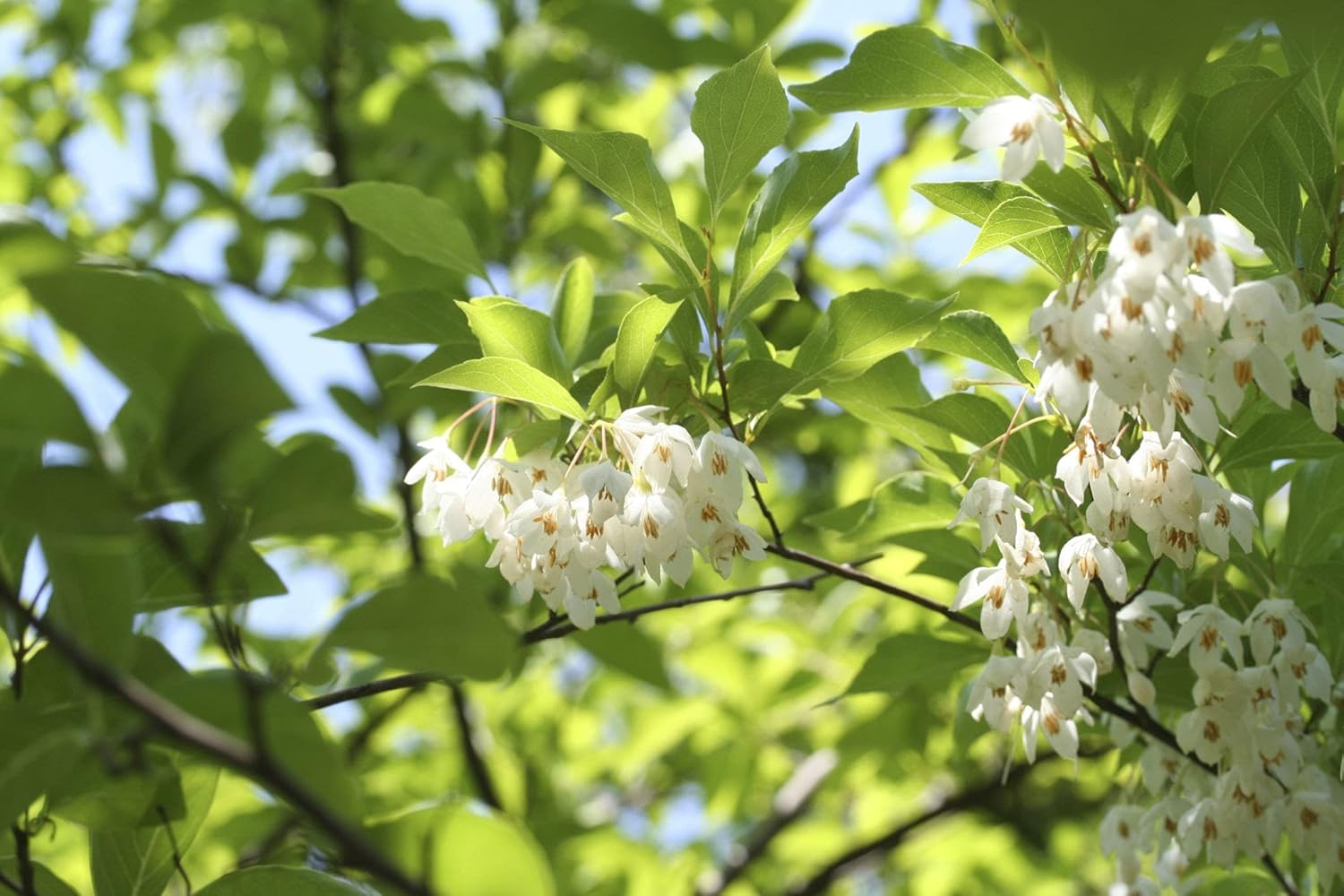 Japanese Snowbell Tree 3-4' in Height in an ABP Container