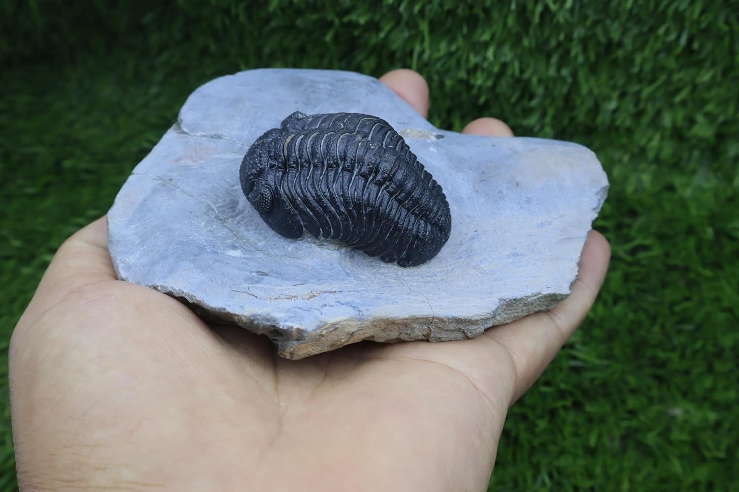 Trilobite Fossil Morocops Trilobite Fossil Trilobites Rock Fossils from Morocco Trilobite Fossil Devonian Fossil Phacops Trilobite A336