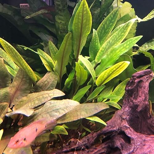 Miniatura 4 de Cryptocoryne Mioya On Driftwood Planta de acuario vivo Decoraciones tropicales de agua dulce