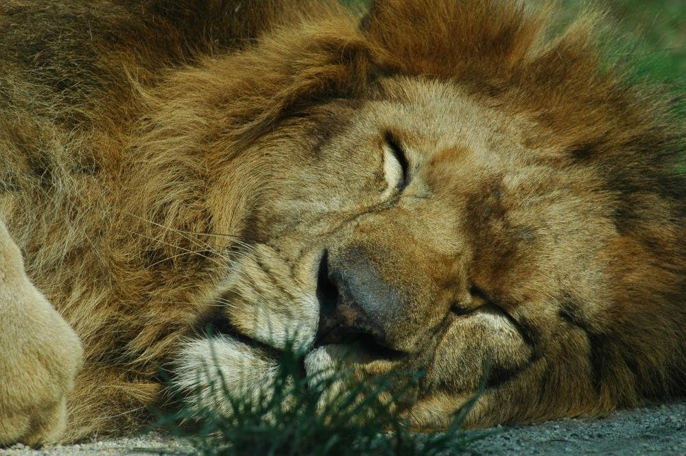 Wallmonkeys Sleeping Lion Wall Decal Peel and Stick Graphic WM89515 (24 in W x 16 in H)