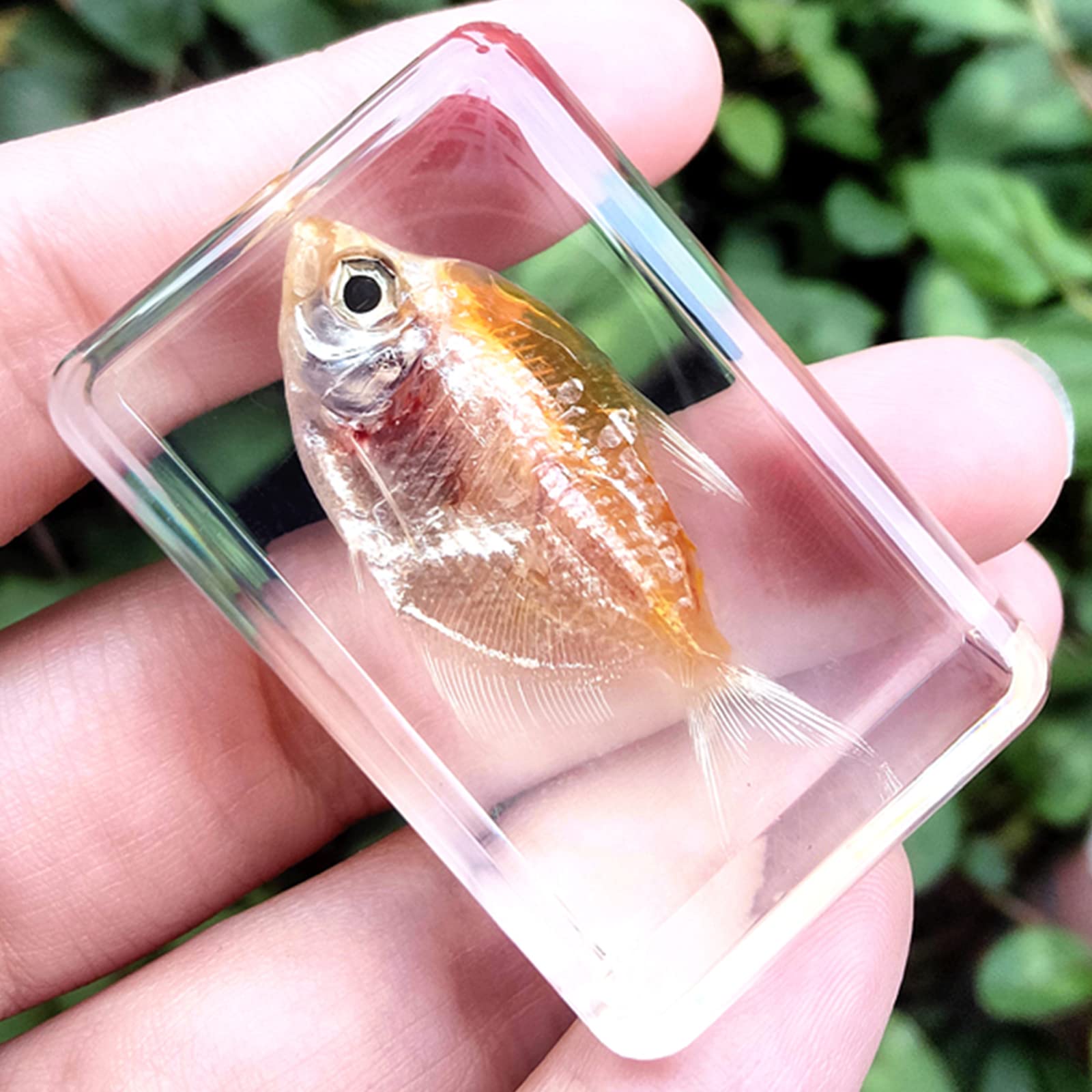 魚類標本 810GS4jQsVL._AC_UF350,