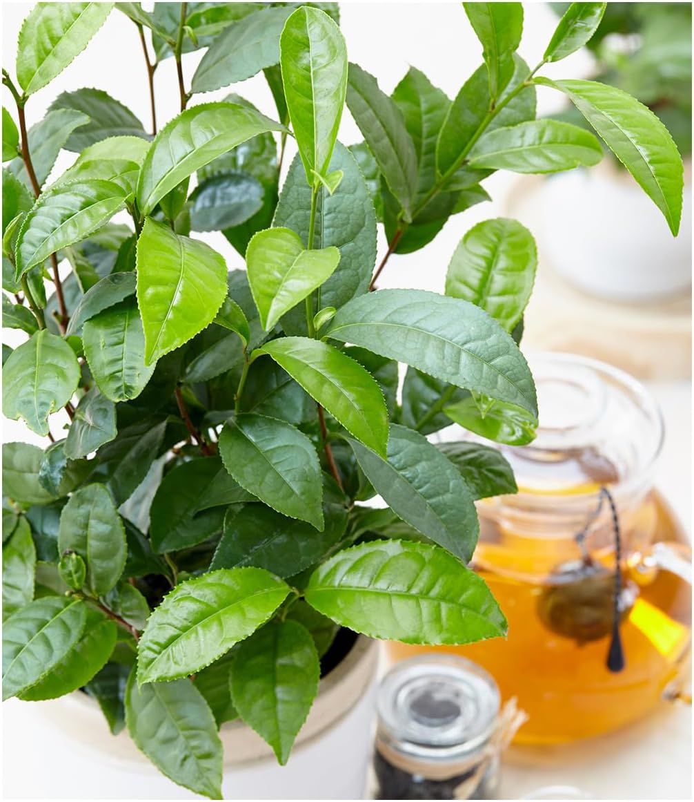BALDUR Garten Winterharte Teepflanze "Tea by me®", 1 Pflanze, Camellia