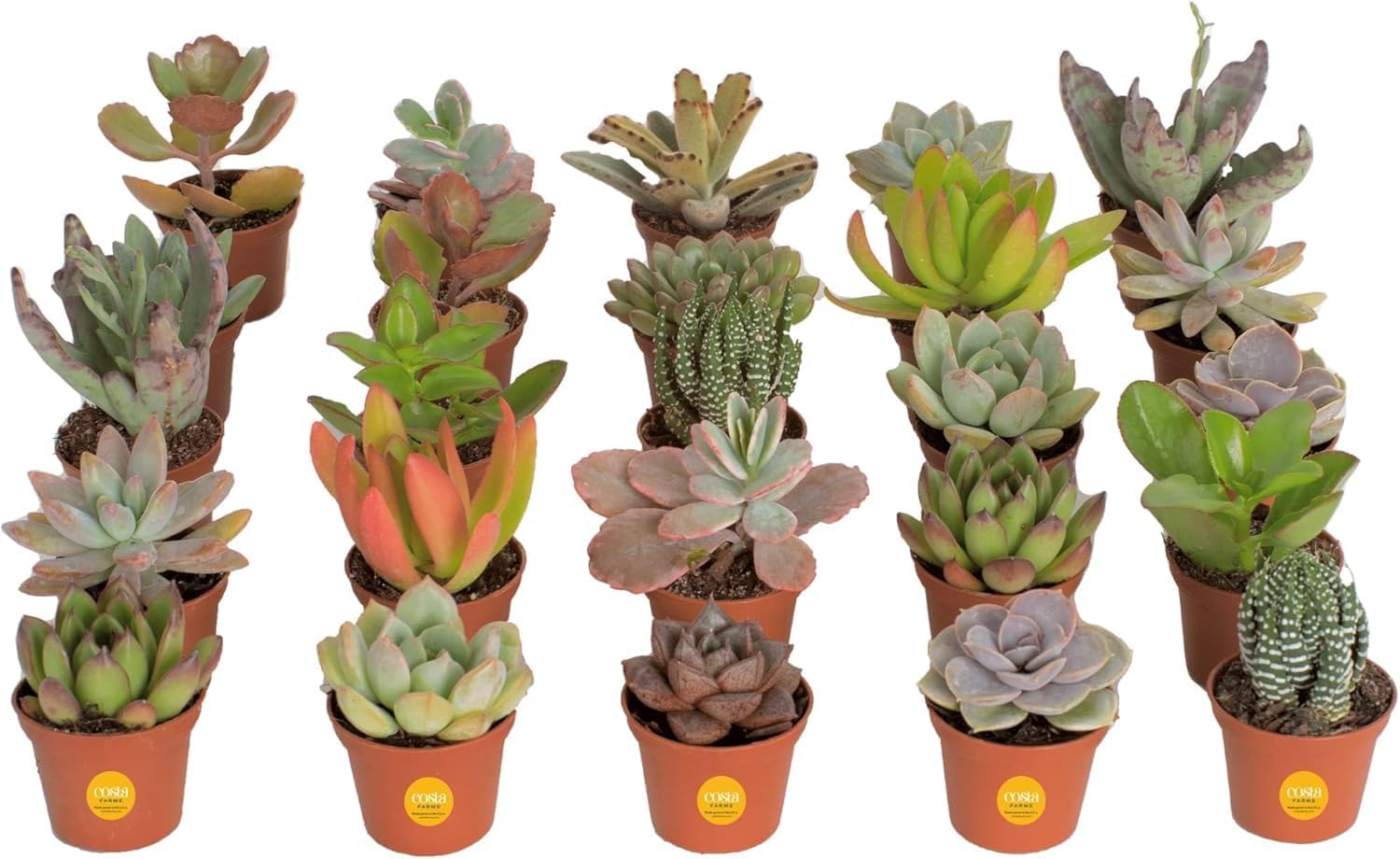 Costa Farms Mini Succulent Live Plants in Plastic Pots, Easy to Maintain Indoor Succulents, Houseplants for Home or Office Decor, Great House Warming or Party Favors, 2-3.5 Inches Tall, Pack of 25