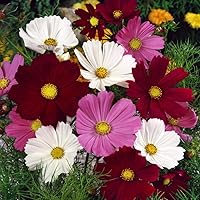 Vista 4 de Outsidepride Mezcla anual de semillas de flores silvestres Cosmos Bipannatus de 1000 semillas para plantar
