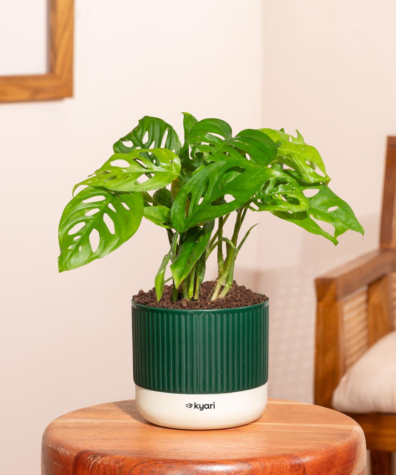 Kyari Philodendron Broken Heart Plant with Green Self Watering Pot-image-26