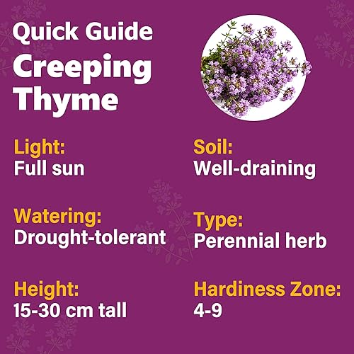 Miniatura 3 de Más de 21000 semillas de tomillo rastrero para plantar al aire libre, plantas de flores perennes en el hogar, jardín, patio trasero, sin OMG