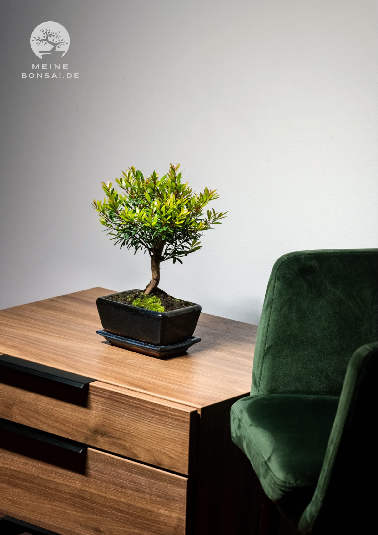 Syzygium Bonsai (ca 8 Order 10 Jahre) (Ca. 8 Jahre)