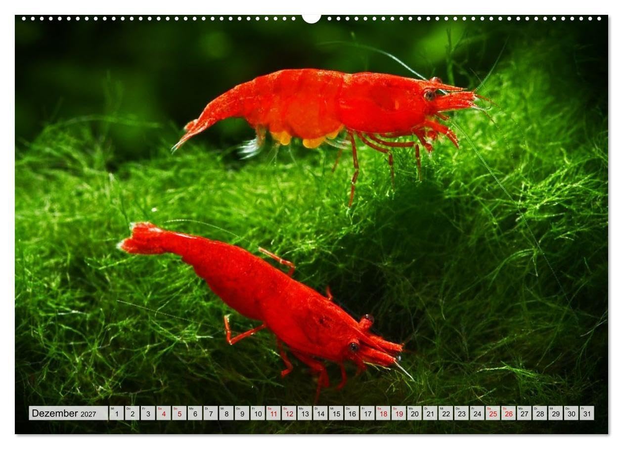 Dwarf Shrimps - Zwerggarnelen (Wandkalender 2027 DIN A2 quer), CALVENDO Monatskalender: Kleine Garnelen in Zucht- und Wildform (CALVENDO Tiere)