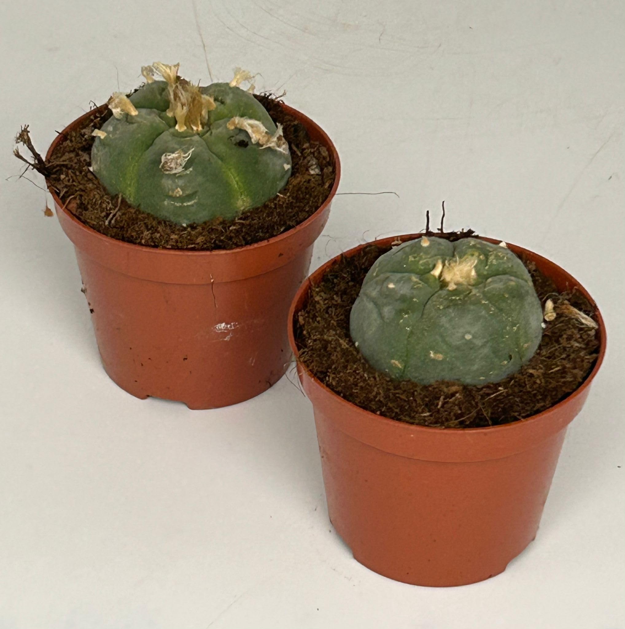 Lophophora williamsii - Peyote - Peyotl Kaktus - blühfähig, 8,5cm Topf