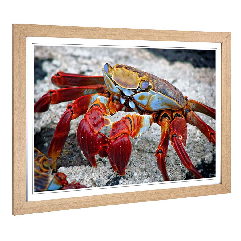 Big Box Art Framed Print of Crab Design | Wall Art Picture | Home Decor for Kitchen, Living, Dining Room, Lounge, Bedroom, Hallway, Office, Oak, A2 / 24.5x18 Inch / 62x45cm