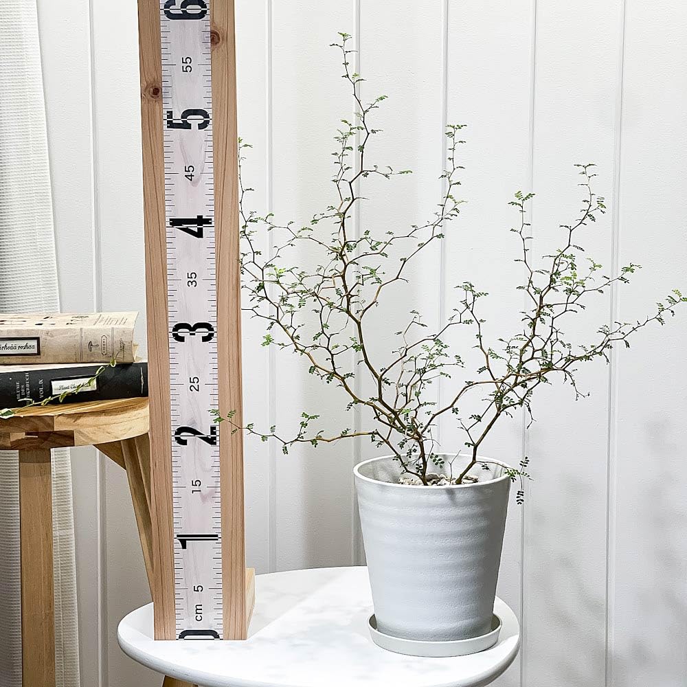Amazon.co.jp: PLANCHU 観葉植物 メルヘンの木 ソフォラ リトル
