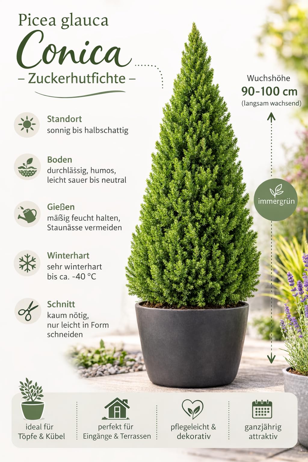Picea glauca "Conica" świerk biały 90-100 cm – kompaktowa, odporna na mróz karłowata świerczyna idealna jako roślina doniczkowa, osłona przed wiatrem lub dekoracyjne drzewo solitairne do ogrodu