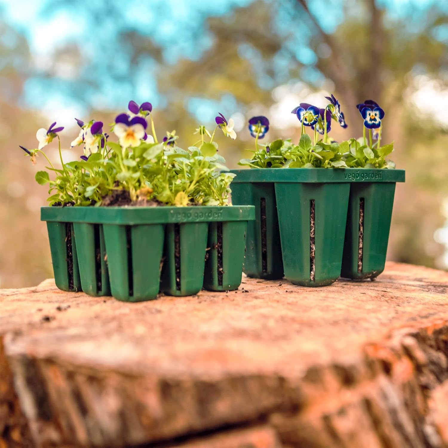 Vego garden Seedling Suite Products, 8 Pack Standard Seedling Trays with Seedling Tray Lids and 10" x 20" Bottom Watering Trays
