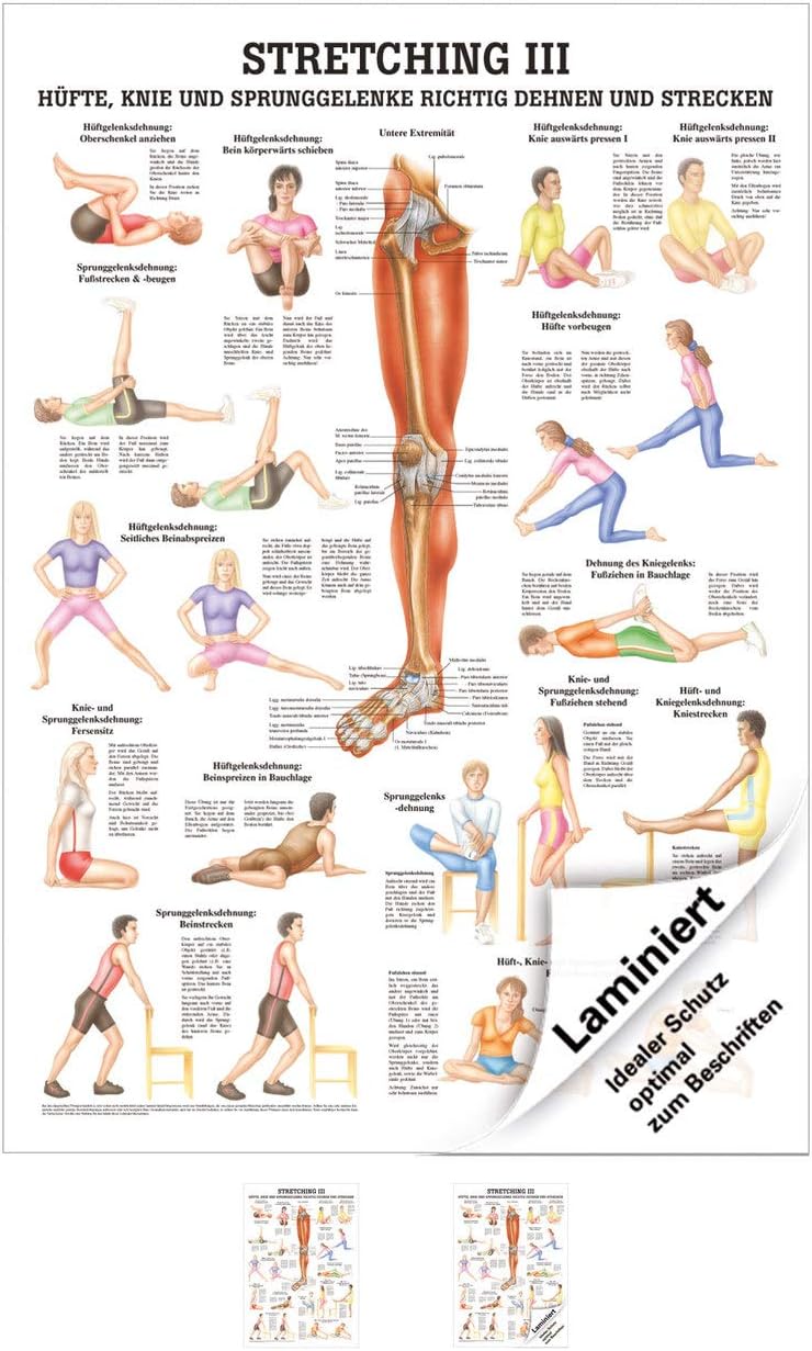 Stretching Anatomy '/100 x 70 cm Medical Teaching Medium
