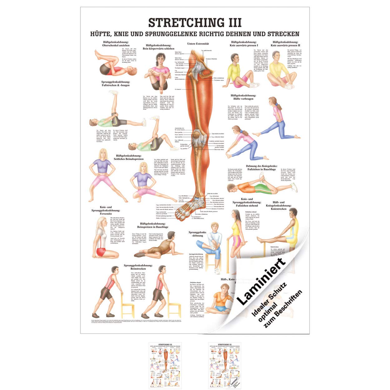 Stretching Anatomy '/100 x 70 cm Medical Teaching Medium