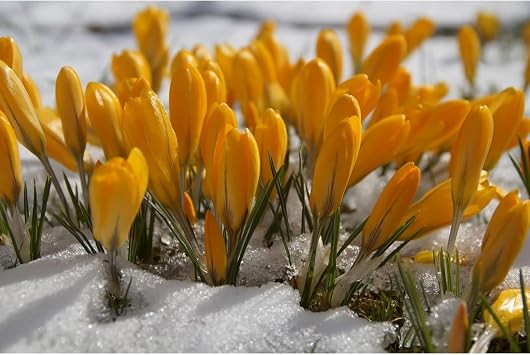 Premium Saffron Bulbs Simple to Grow   Perfect for Gardens, Cut Flowers & Enchanting Displays Winter Hardy Crocus Sativus -5 Bulbs-B