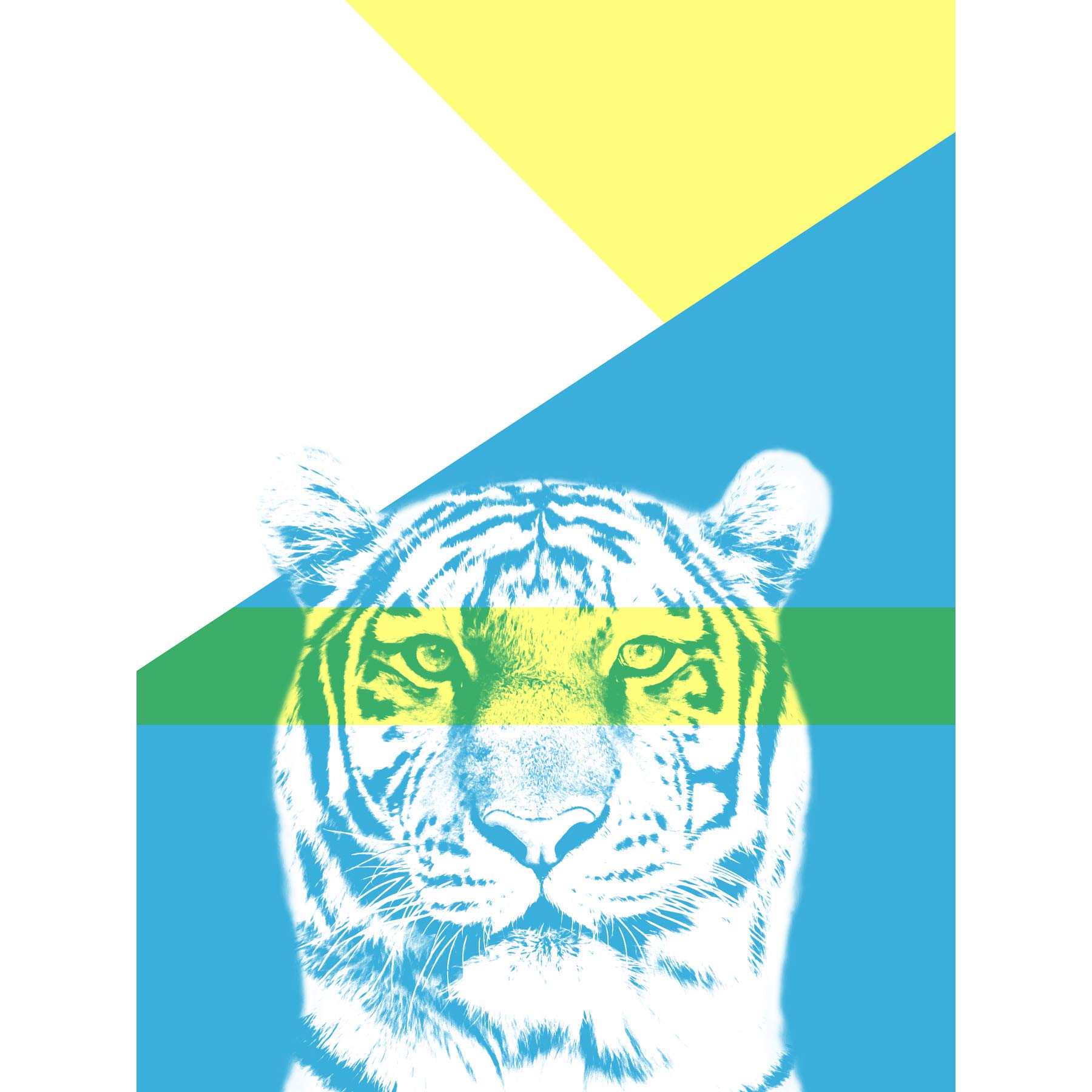 Wee Blue Coo Bold Animals Blue Tiger Large Art Print Poster Wall Decor
