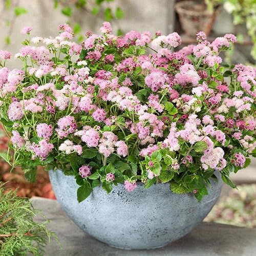 Miniatura 7 de Outsidepride Pink Ageratum Seeds - 10000 semillas de flores anuales para plantar con flores vibrantes y peludas, fáciles de cultivar y tolerantes a