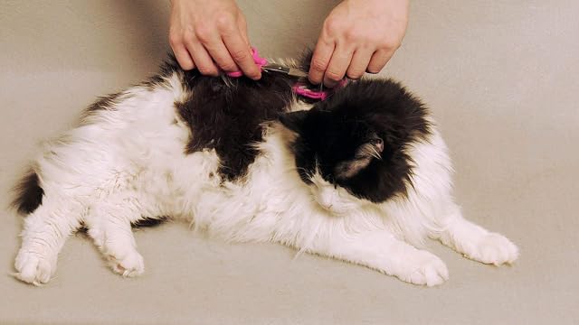 Foto 6 de 8 de Kit de aseo silencioso para gatos y perros de Scaredy Cut. Alternativa silenciosa a las maquinillas…