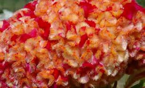 Miniatura 3 de ENORME CELOSIA CABEZA CEREBRO ROJOAMARILLOS! 50 SEMILLAS! Peine. SH!