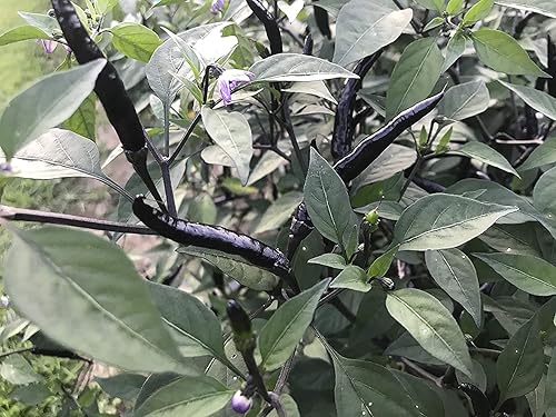 MITRAEE Black Thai Dragon Heirloom Chili Pepper Premium Seeds 100pcsPacket