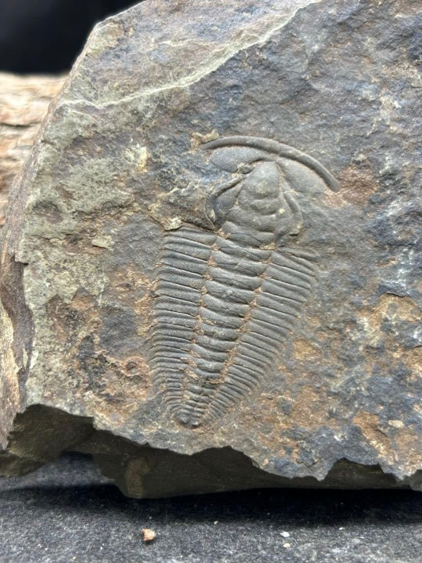 440 Million Year Old Silurian Invertebrate coronocephalus Trilobite Fossil