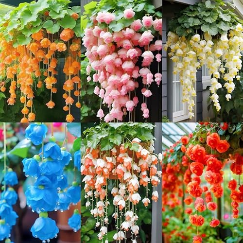 300+ Weep Begonia Seed for Planting Outdoor-Attracts Pollinator Summer Flowers