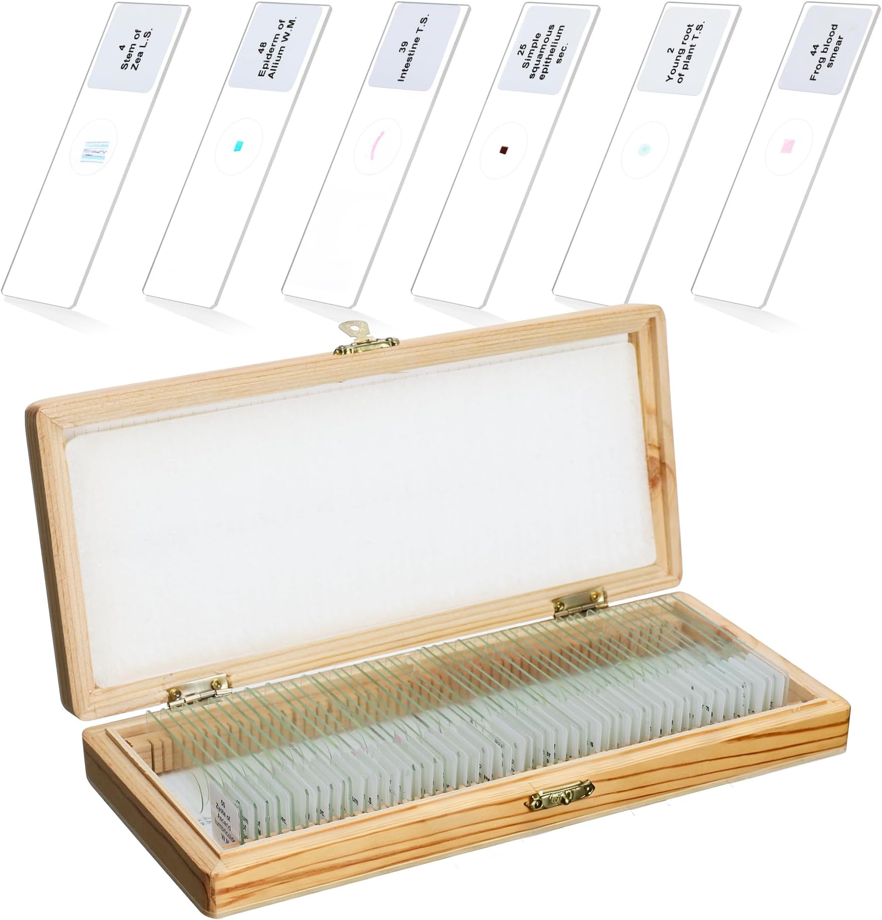Basic Biology Prepared Microscope Slides, 50pcs of Microscope Specimen Slides, Packed in Fitted Wooden Storage Box, LVQ091