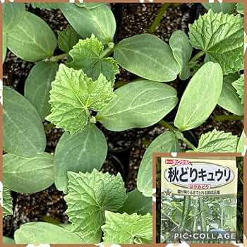 専用ページです。　 20苗抜き苗 専用ページです。 20苗抜き苗