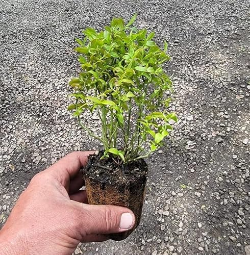 (1) - Top Hat Dwarf Blueberry - Starter Plant (8M) #TOP2