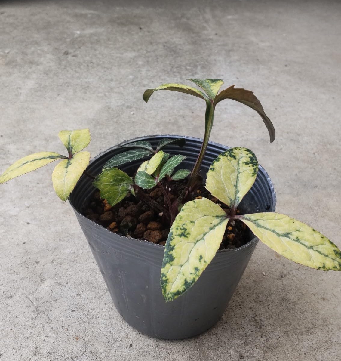 Amazon.co.jp: 斑入りクリスマスローズ苗オーレアカラーリーフ : DIY