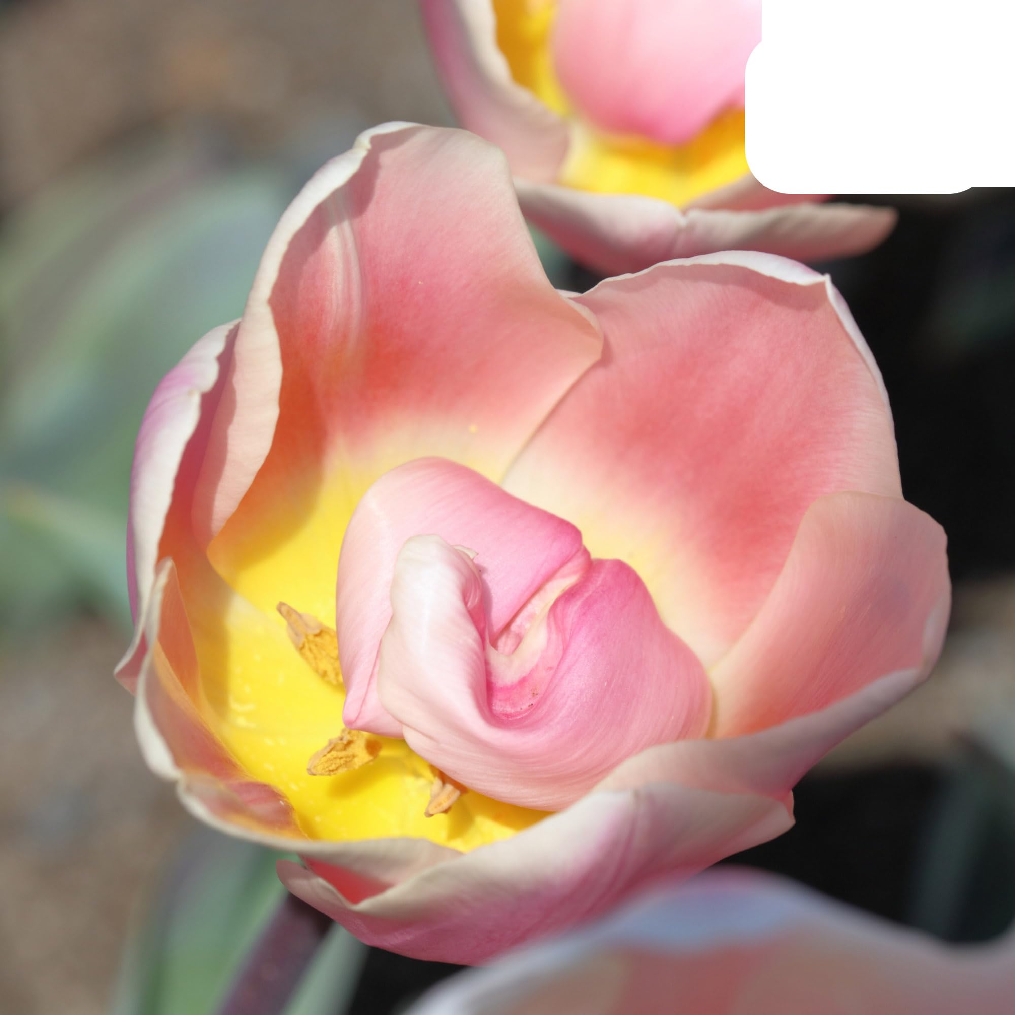 Bulbos de tulipán 'Apricot Delight' | 20 Piezas | Tulipán rosa albaricoque - 30-50cm - Ø5cm - bulbo de flor - Planta de jardín