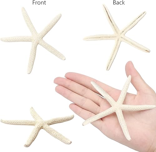 Miniatura 5 de 12 piezas de estrellas de mar | Decoración de estrellas de mar de 2.5 a 6 pulgadas | Conchas naturales de estrella de mar a granel perfectas para