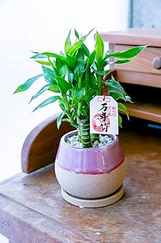 Amazon｜観葉植物 幸せを呼ぶ縁起の良いミニ観葉植物 (彩り