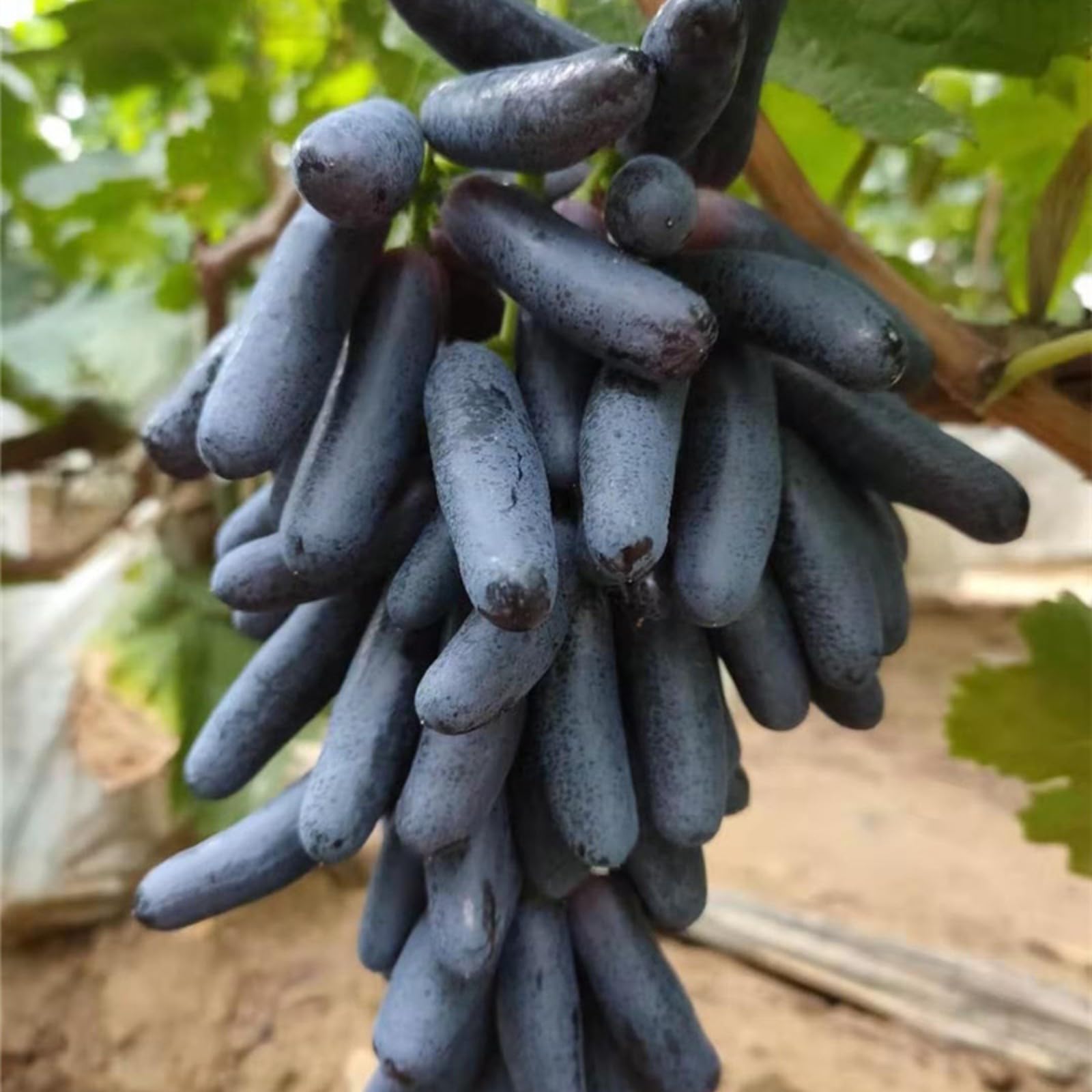 FáCil De Mantener Uva Rara Crea RáPidamente Un Hermoso JardíN-3bulbo-G