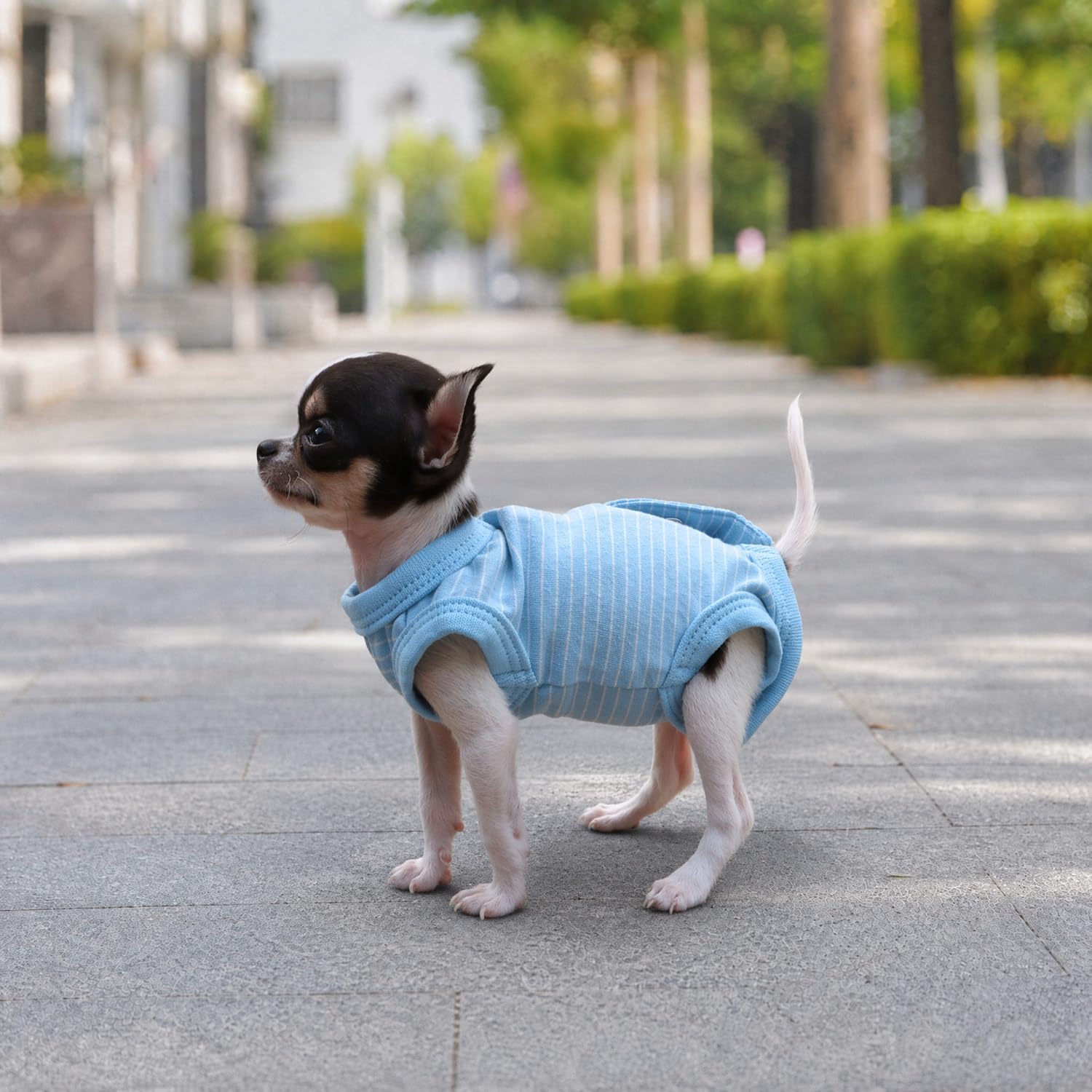 LOPHIPETS Dziewczynka pies koszule regeneracji garnitur piżama dla małych filiżanek pies chihuahua yorkie szczeniak kot ubrania-Cambridge niebieskie paski/XS