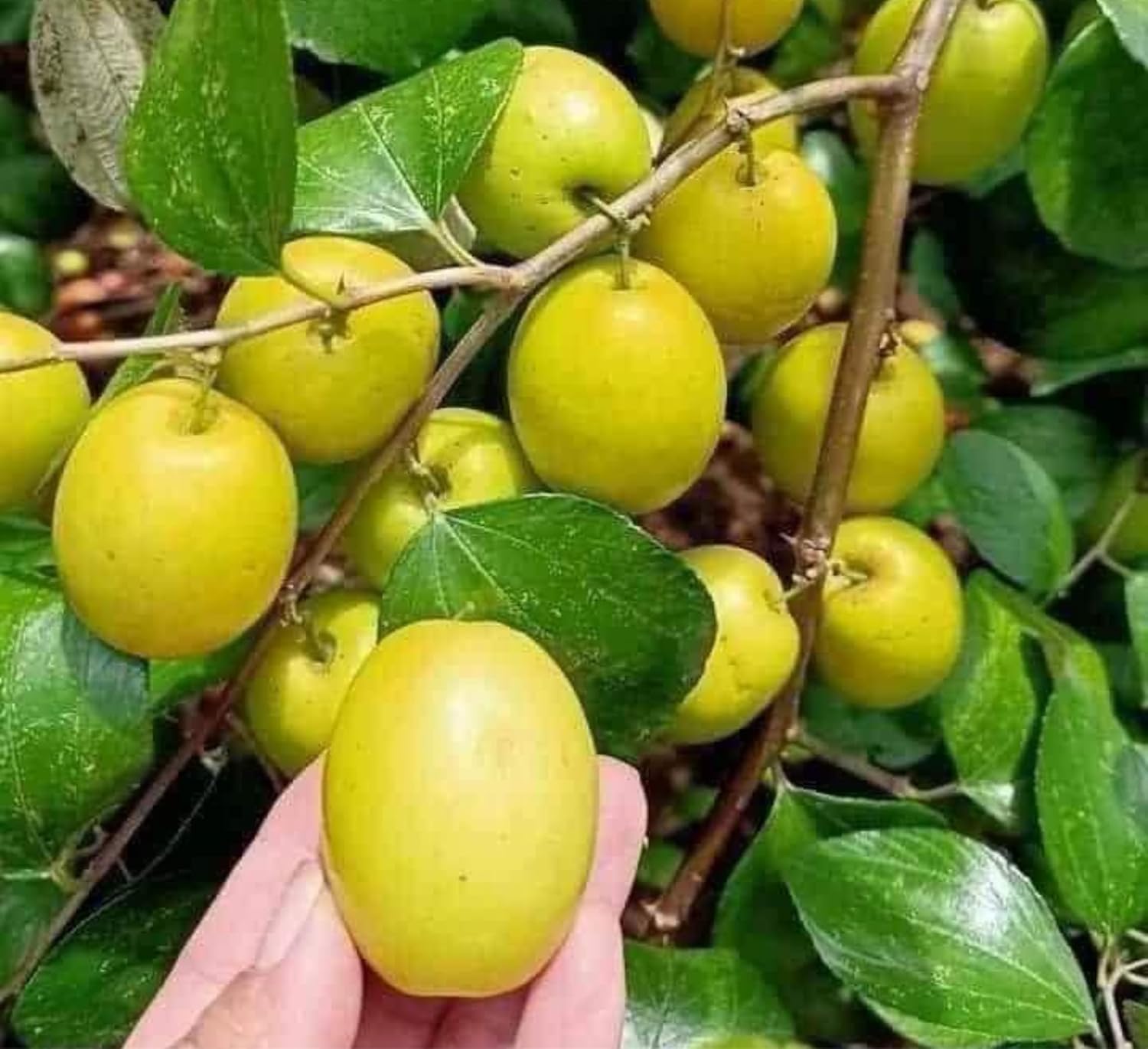 Ball Sundari Apple Ber Plant - Sweet & Juicy Fruit Tree -2
