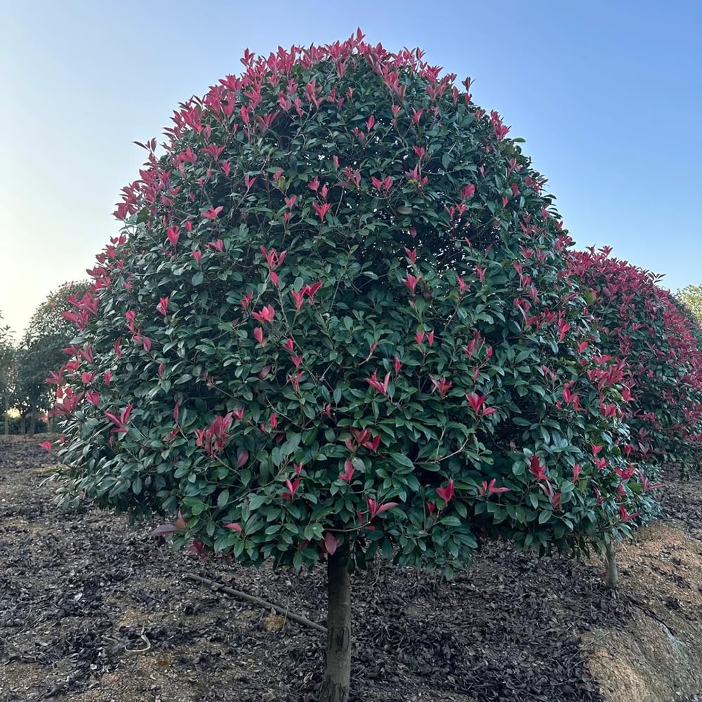 300 pcs photinia red robin pflanzen garten glanzmispel red robin  samen(heckenpflanzen) winterharte kbelpflanzen buchsbaum bume garten  winterhart immergrne strucher winterhart winterharte : Amazon.de: Garten