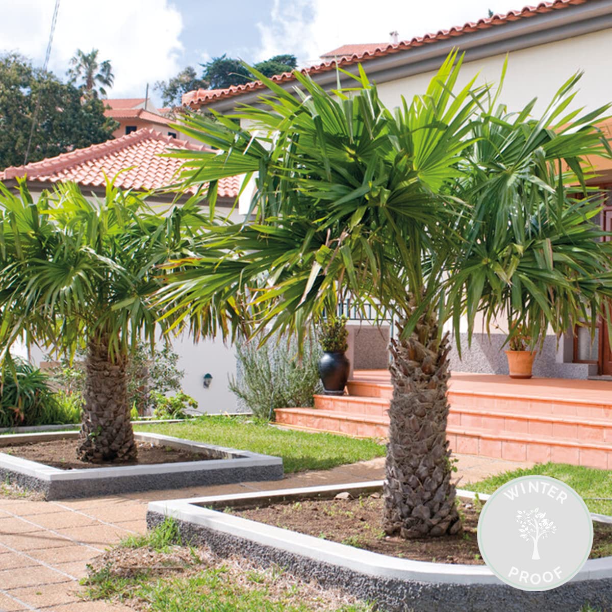Bloomique - Trachycarpus Fortunei - Palma del Vento Cinese - Palma da Giardino - Resistente al Freddo - Alta 70-90 cm - Vaso 24 cm