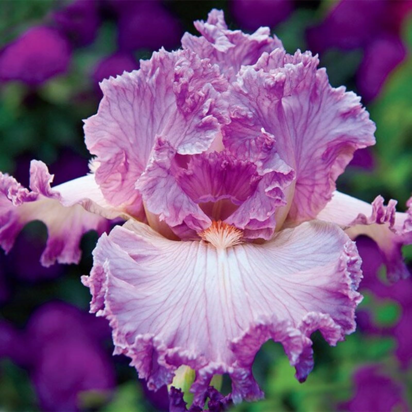 Iris Bulbs for Planting Now UK Ornamental Perennial Excellent Display Plant Bulbs Greening Flower Good for Containers Natural Organic Easy Plant Perennial -3Bulbs-M