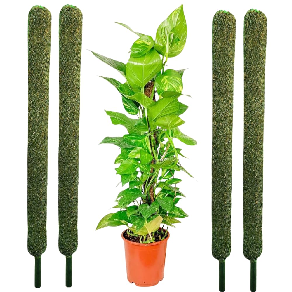 Plant Support Moss Stick- Green Grass Pole for Plants Support, Support Stick for Money Plant, Climbing Indoor Plants(3 ft, Set of 2) (B0CCJTRLX9) Amazon Price History, Amazon Price Tracker