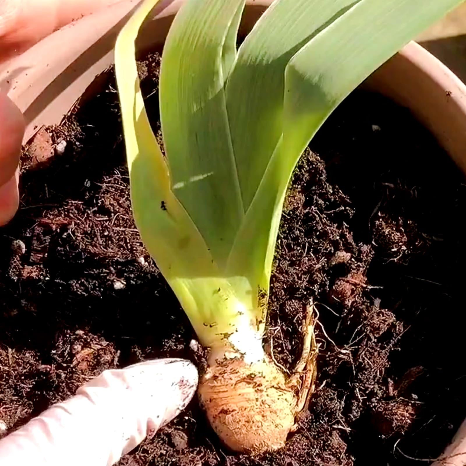 Bulbi Iris Per Giardino O Vaso - 4 Bulbi, Facili Da Coltivare, Fioritura Da Aprile A Luglio - Foto 3