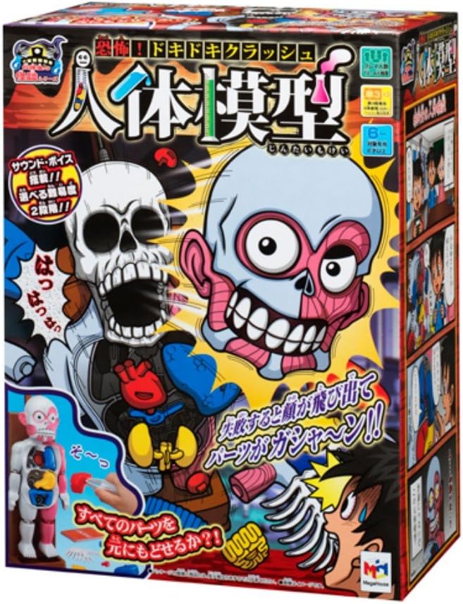 Skeleton Series Inside the Human Body Dummy