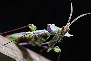 ニセハナマオウカマキリ いきもの大図鑑アドバンス ニセハナマオウカマキリ｜ガシャポン