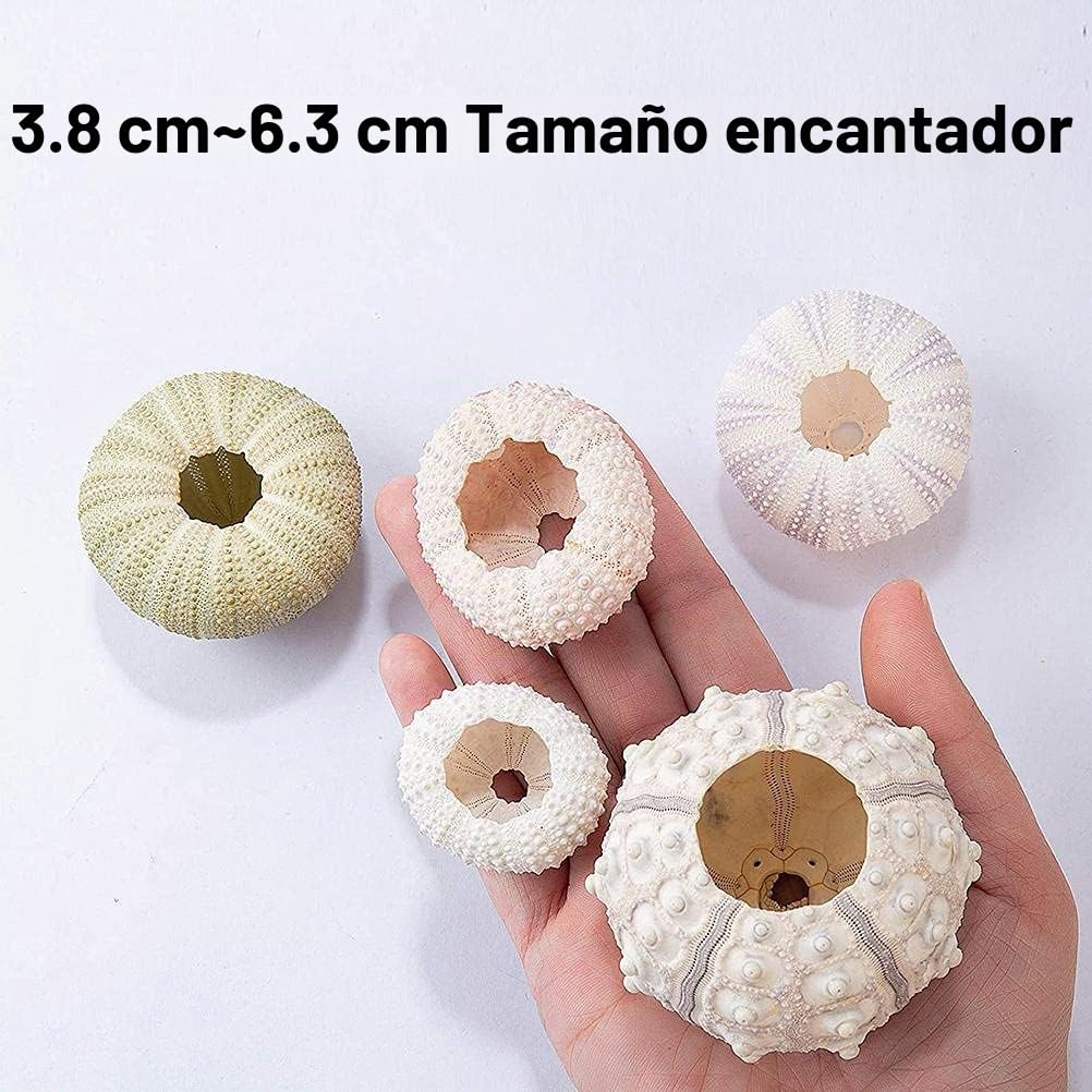 5 x Mini-maceta colgante de caracol, soporte decorativo para plantas de aire, mini-concha, contenedor de exhibición de suculentas para el hogar, exterior, jardín
