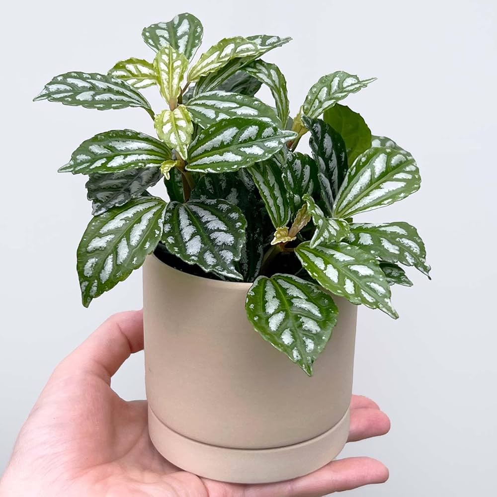 Amazon｜inakougei（イナコウゲイ） 観葉植物 おしゃれ 小さめ