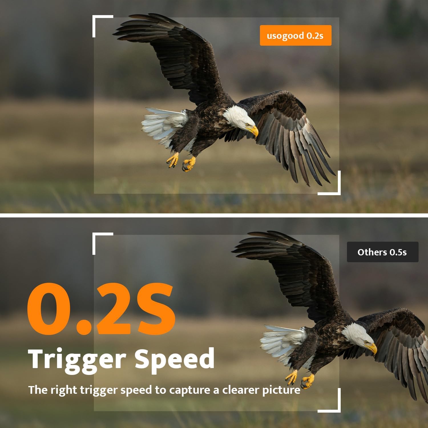 Comparison of 0.2s trigger speed with a flying eagle