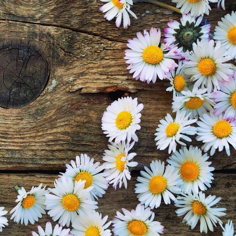 Live Daisy Plant, White Daisy Plant Live Pot, 2.5 Inc Pot, Daisy Flower Plant from 4 Inches Tall